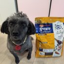 밥이좋은날 | 밥이보약 눈 반짝 눈물사료 &amp; 눈물영양제 한달차 급여솔직 후기