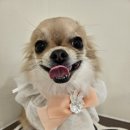 멍그라밍 | 검단 반려동물 미용 / 스파 / 치와와믹스 / 내돈내산 전문 리뷰