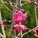 🌺🍒 최근 청송군 산불 피해 이미지