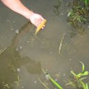 황쏘가리 이미지