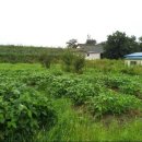 교촌농장 이미지