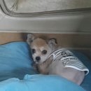 금비켄넬 이미지