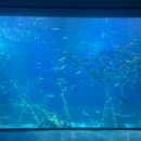 예쁜 새싹반 서유 비행기 타고 제주도 다녀 왔어요. 이미지