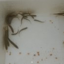 흥정계곡 솔내음펜션 이미지