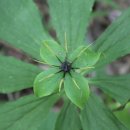 진동리의 아침 이미지