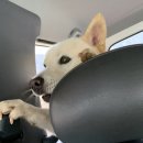 윤성철 동물병원 이미지