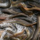 미꾸라지(Chinese muddy loach / Chinese weatherfish) 이미지