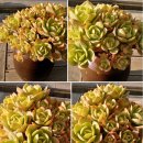 비취하우스 이미지