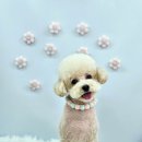 원펫살롱 이미지