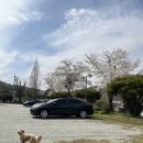 다온세탁 | [세종/애견동반] "강아지와 함께하는 완벽한 휴식" 충북 세종 다온숲 글램핑 솔직 후기