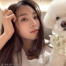 보라펫 이미지