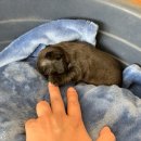 라온제나 이미지