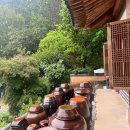 불미골오리 이미지