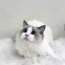 댕그루밍 이미지