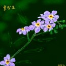물망초 - 천안시 동남구 먹거리8길 41 | 물망초