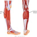 다리 혈액순환 운동 종아리 가자미근 푸시업 (카프레이즈 풋 스트레칭) 이미지
