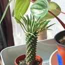 페페로미아 이미지