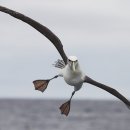 알바트로스 이미지