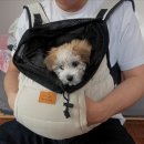 라이언펫 수원광교동물병원 | 수원 광교 동물병원 예방접종 라이언펫동물병원