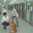 경산의 삽살개육종연구소 이미지