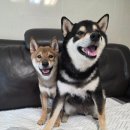 대한견식 | 강아지수제간식 후기🐶 우족·장어뼈·오리목뼈까지 한 번에! 대한견식 간식 솔직 리뷰