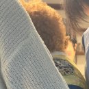 쌍방울애견 이미지