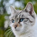 봉선아이동물메디컬센터 이미지