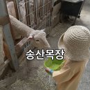 송산목장 | 광주 아이랑 가볼만한곳! 주말 나들이로 가기좋은 '송산목장' 내돈내산 후기 및 꿀팁!