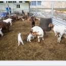 아기염소 이미지