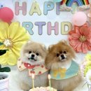 포우포우 반려견 유치원 이미지