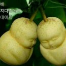 쌍둥이과일 이미지