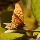 호암가든 이미지