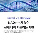 우리기전 | 하버드대 노화 연구 'NMN'—NAD+ 수치 높여 신체 나이 되돌리는 기전