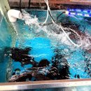 싱싱물회 이미지