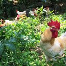 양계장농장 이미지