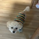 고모네통닭 | 2025 이제 보내줄게