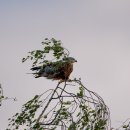 붉은솔개(red kite) 이미지