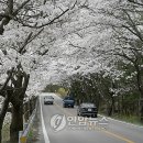 라제통문벚꽃길 이미지