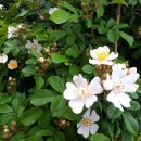 합송초등학교 이미지