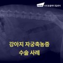 샤인동물메디컬센터 | 강아지 자궁축농증 수술 방이동동물병원 추천 샤인동물메디컬센터