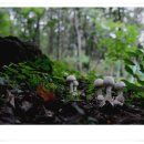 흰독우산 버섯 이미지