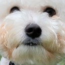 그룸 앤 먼치 이미지