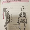 어떤의사는 무릎연골이 재생되지않는다고 하고 어떤의사는 재생된다고 하는데~~척추자세교정걷기(13) 이미지