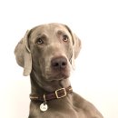 레드앤화이트독 이미지