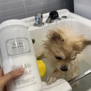 넘버원 펫살롱 이미지