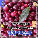 담양꽃차마을 영농조합법인 | 담양여행 담양가볼만한곳 커피재배부터 모든걸 체험할수있는 담빛마실 담양커피농장