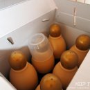 알로 씨