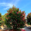 제주블랑 이미지