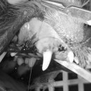 김 S 동물병원 이미지