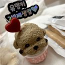 #DOG | [놀면멍하냥]청주 강아지 고양이 케이크